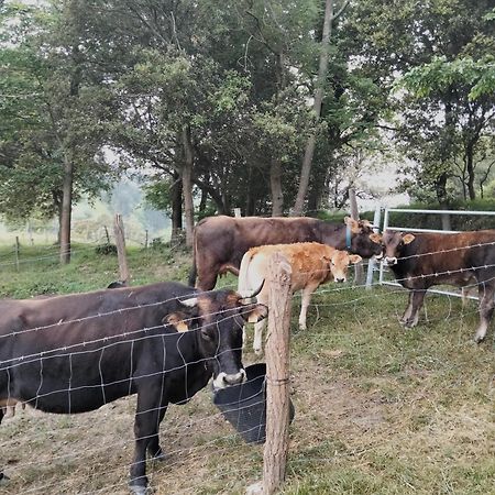 Agroturismo Erlete Goikoa -Estamos En El Camino De Santiago -We Are On The Camino De Santiago 德巴 外观 照片