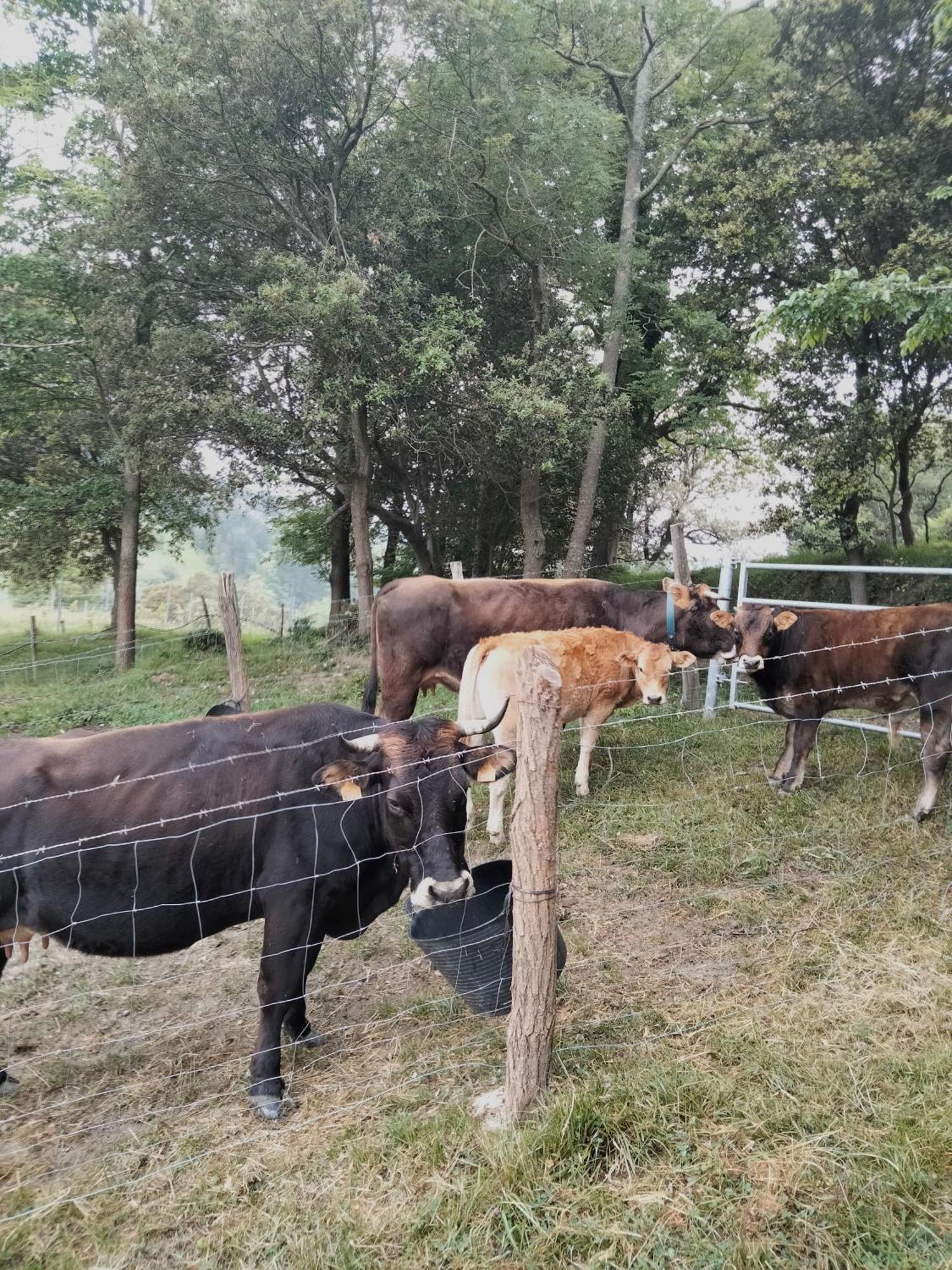 Agroturismo Erlete Goikoa -Estamos En El Camino De Santiago -We Are On The Camino De Santiago 德巴 外观 照片