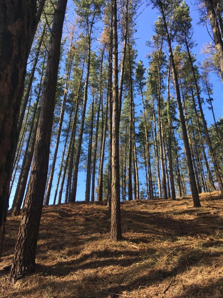 Agroturismo Erlete Goikoa -Estamos En El Camino De Santiago -We Are On The Camino De Santiago 德巴 外观 照片