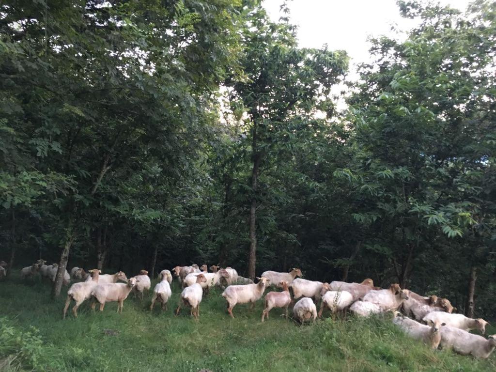 Agroturismo Erlete Goikoa -Estamos En El Camino De Santiago -We Are On The Camino De Santiago 德巴 外观 照片